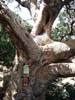 figtree