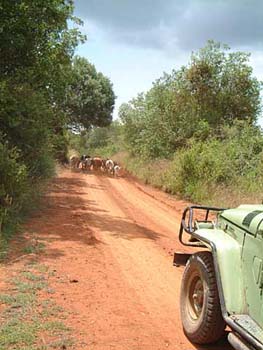 roadblock