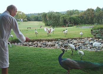 pheasant_at_club