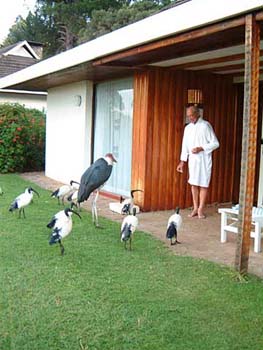 stork_ibis