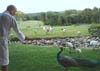 pheasant_at_club