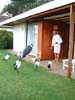 stork_ibis