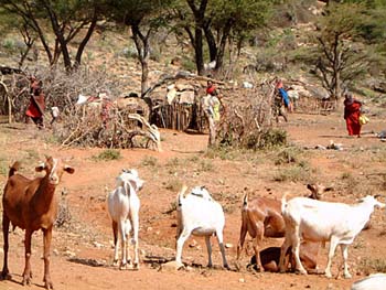 goats
