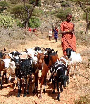 herder