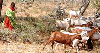 herder2