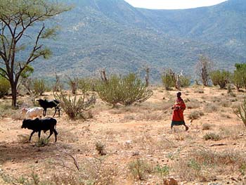 herder3