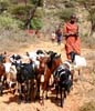 herder