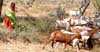 herder2