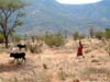 herder3