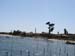 capferret2