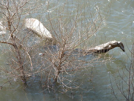 avignon4