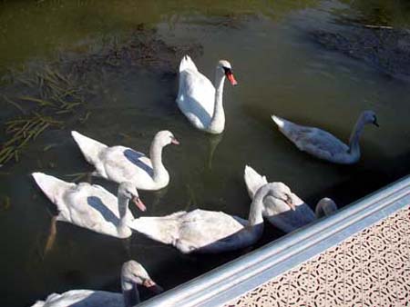 b_swans