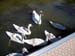 b_swans