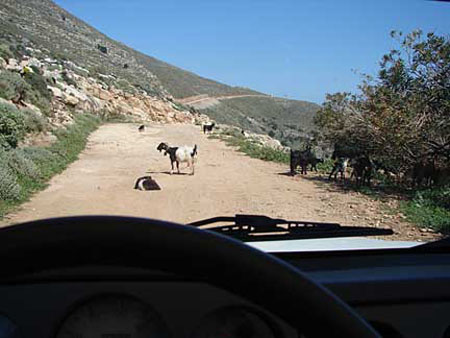 c_balos_goatsonroad