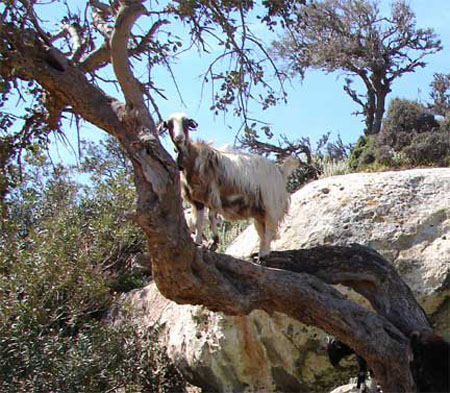 d_balos_goatintree