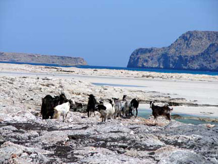 e_balos_goats