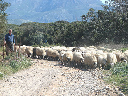 o_sheep