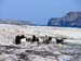 e_balos_goats