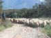 o_sheep
