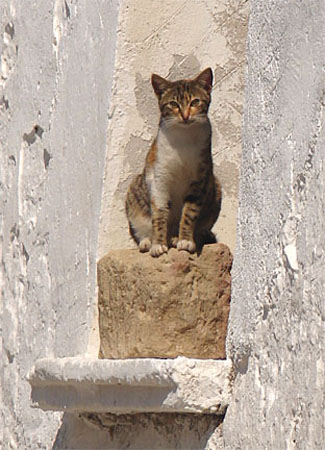 k_ps_cat2