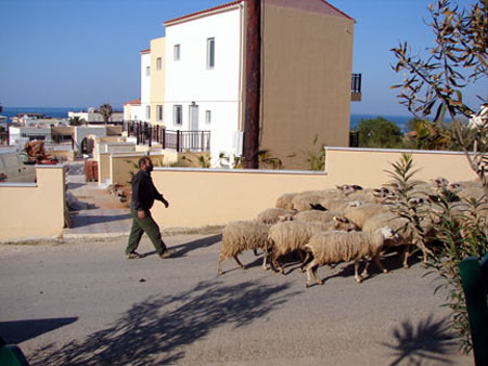 l_sheep