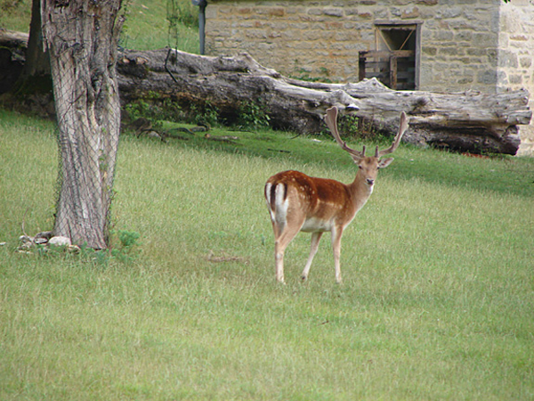 z_deer