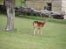 z_deer