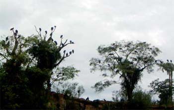 birds