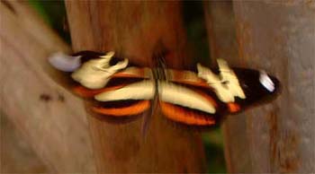 butterfly