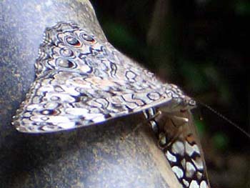 butterfly2