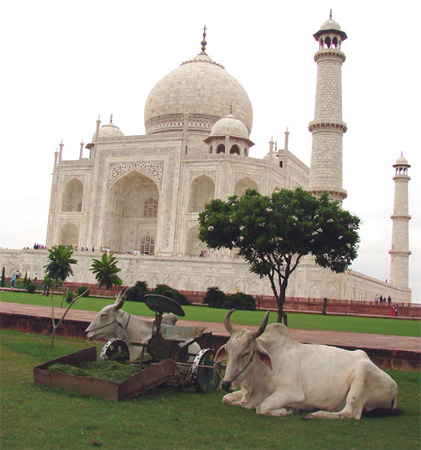 2taj_bulls