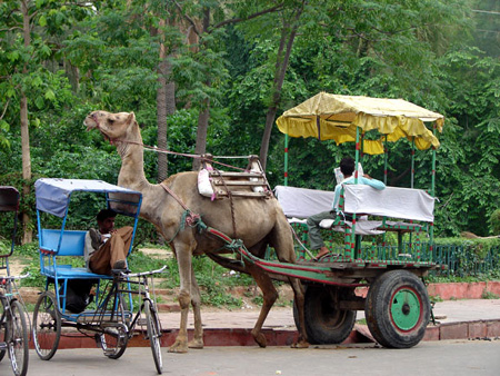 c_camel_cart