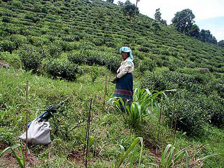 g_tea_worker