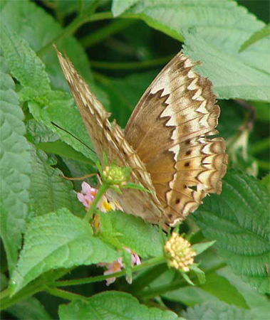 m_butterfly2