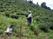 g_tea_worker