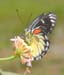 l_butterfly1