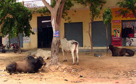 cow1