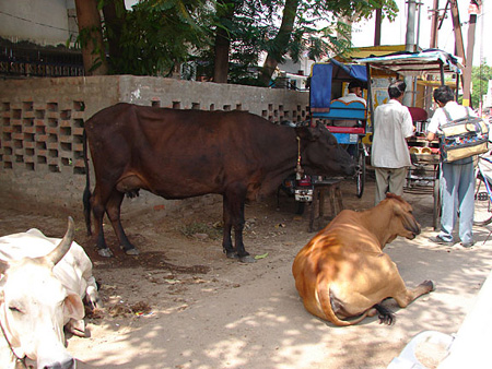 cow2
