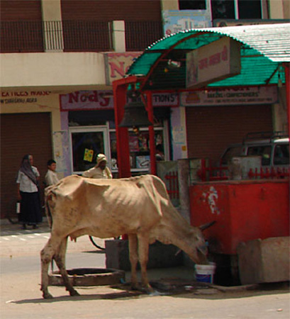 cow3