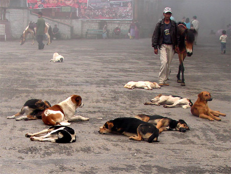 dogs1