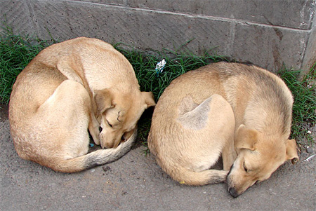 dogs2