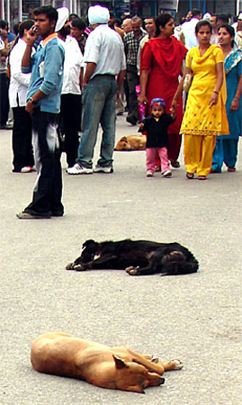 dogs3