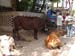 cow2