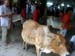 cow4