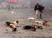 dogs1