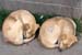 dogs2