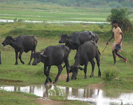 4_buffalo