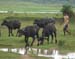 4_buffalo