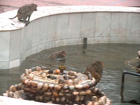 q_monkeys_swimming