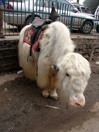 x_yak